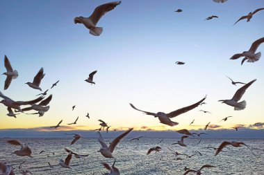 Odessa 'da gün doğumunda deniz üzerinde uçan martılar.