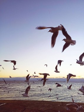 Odessa 'da gün doğumunda deniz üzerinde uçan martılar.
