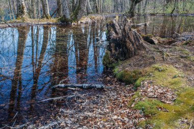 Hırvatistan 'ın Plitvice gölündeki güzel orman ulusal parkı ilkbaharın başlarında alındı