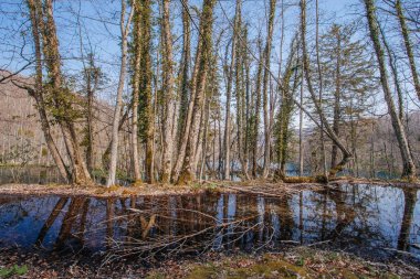 Hırvatistan 'ın Plitvice gölündeki güzel orman ulusal parkı ilkbaharın başlarında alındı