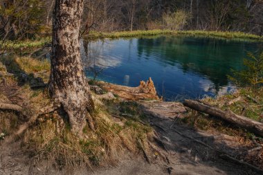 Hırvatistan 'ın Plitvice gölündeki güzel orman ulusal parkı ilkbaharın başlarında alındı