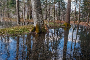 Hırvatistan 'ın Plitvice gölündeki güzel orman ulusal parkı ilkbaharın başlarında alındı