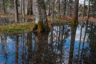 Hırvatistan 'ın Plitvice gölündeki güzel orman ulusal parkı ilkbaharın başlarında alındı