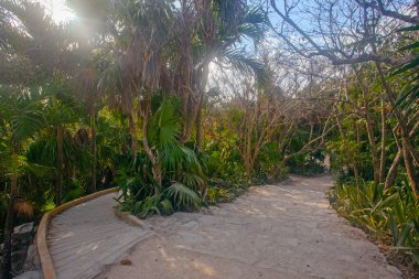 Sabahın erken saatlerinde Tulum Harabeleri, Meksika yakınlarında parkta.