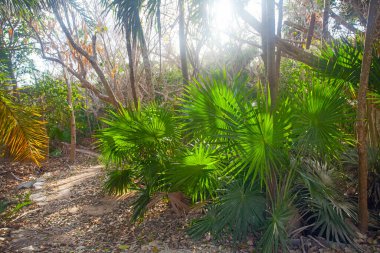 Sabahın erken saatlerinde Tulum Harabeleri, Meksika yakınlarında parkta.