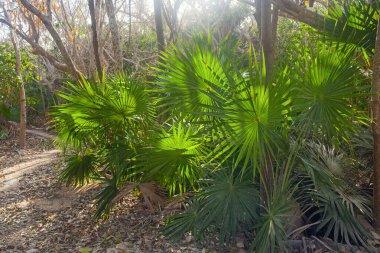 Sabahın erken saatlerinde Tulum Harabeleri, Meksika yakınlarında parkta.