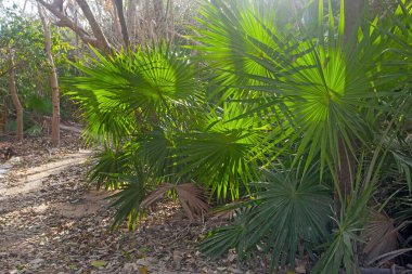 Sabahın erken saatlerinde Tulum Harabeleri, Meksika yakınlarında parkta.