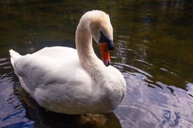 Brüksel, Belçika 'da parkta göldeki güzel beyaz kuğu