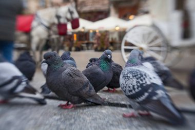 Polonya 'nın Krakow Meydanı yakınlarında güvercin ve at arabaları.