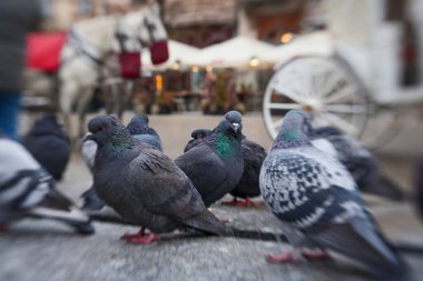 Polonya 'nın Krakow Meydanı yakınlarında güvercin ve at arabaları.