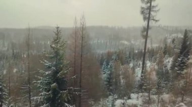 Kardaki ve dağlardaki orman manzarası modern elektrik treninden Slovakya 'daki Strbske Pleso' ya, Tatres dağlarına gidiyor.