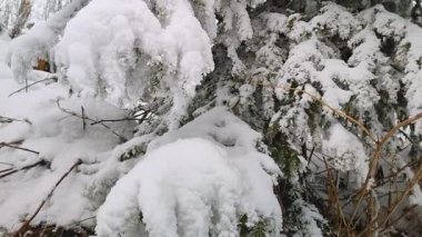 Karpat dağlarındaki çayırlarda ilkbaharda açan bir sürü çiçek var, Ukriane.