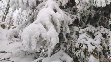Karpat dağlarındaki çayırlarda ilkbaharda açan bir sürü çiçek var, Ukriane.