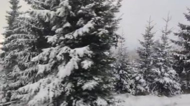Kardaki ve dağlardaki orman manzarası modern elektrik treninden Slovakya 'daki Strbske Pleso' ya, Tatres dağlarına gidiyor.