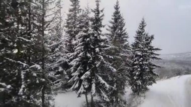 Kardaki ve dağlardaki orman manzarası modern elektrik treninden Slovakya 'daki Strbske Pleso' ya, Tatres dağlarına gidiyor.