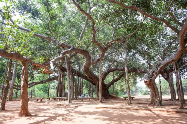 Hindistan, Auroville 'deki ünlü banyan ağacı.