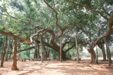 Hindistan, Auroville 'deki ünlü banyan ağacı.