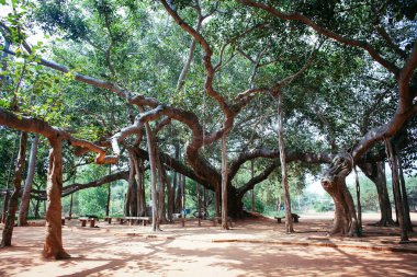 famous banyan tree in Auroville, India clipart