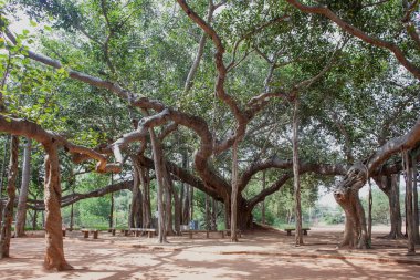 Hindistan, Auroville 'deki ünlü banyan ağacı.