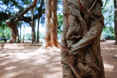 famous banyan tree in Auroville, India clipart