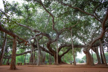 Hindistan, Auroville 'deki ünlü banyan ağacı.