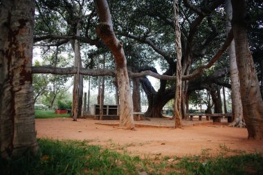 famous banyan tree in Auroville, India clipart