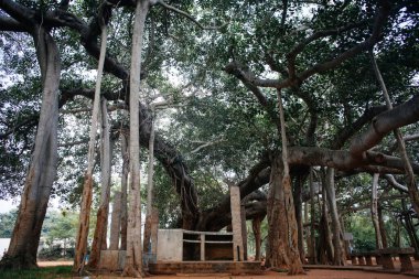 Hindistan, Auroville 'deki ünlü banyan ağacı.