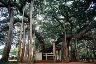 Hindistan, Auroville 'deki ünlü banyan ağacı.