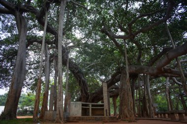Hindistan, Auroville 'deki ünlü banyan ağacı.