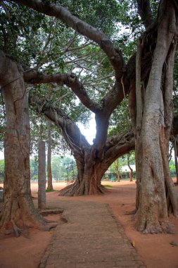 Hindistan, Auroville 'deki ünlü banyan ağacı.