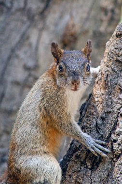 Red and Grey Mexican Squirrel  ( chipmunk ) on a tree in Chapultepec Park Mexico City. Wildlife in the park clipart