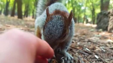 Chapultepec Park Mexico City 'deki bir ağaçta kırmızı ve gri Meksika sincabı (sincap). Parktaki vahşi yaşam