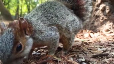 Chapultepec Park Mexico City 'deki bir ağaçta kırmızı ve gri Meksika sincabı (sincap). Parktaki vahşi yaşam