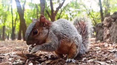 Chapultepec Park Mexico City 'deki bir ağaçta kırmızı ve gri Meksika sincabı (sincap). Parktaki vahşi yaşam