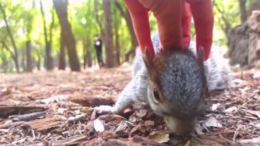 Chapultepec Park Mexico City 'deki bir ağaçta kırmızı ve gri Meksika sincabı (sincap). Parktaki vahşi yaşam