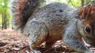 Chapultepec Park Mexico City 'deki bir ağaçta kırmızı ve gri Meksika sincabı (sincap). Parktaki vahşi yaşam