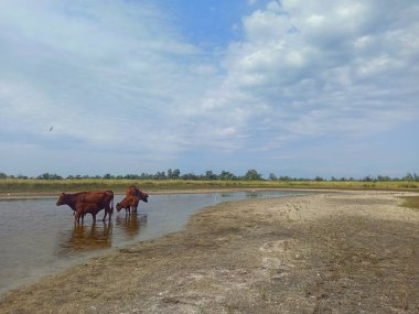 Cows free grazing near the lake on the seaside on the Kinburn Spit, Ukraine clipart