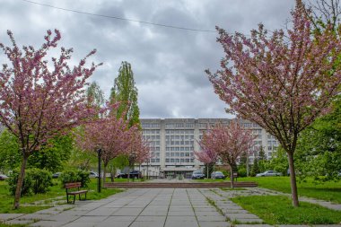 Kyiv, Ukrayna - 22 Nisan 2024: Sakura kiraz çiçeği Ukrayna Ulusal Teknik Üniversitesi yakınlarındaki parkta, 7. Kolordu