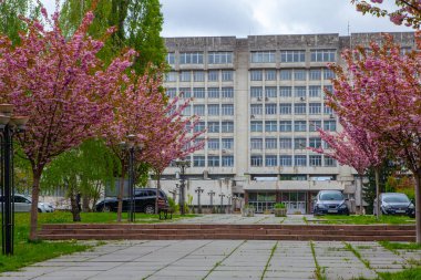 Kyiv, Ukrayna - 22 Nisan 2024: Sakura kiraz çiçeği Ukrayna Ulusal Teknik Üniversitesi yakınlarındaki parkta, 7. Kolordu