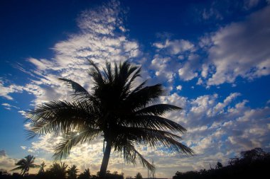 Mavi gökyüzünün altında bulutlu palmiye ağaçları