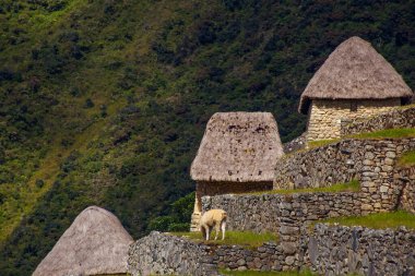 Machu Picchu 'nun güzel güneşli bir günde panoramik manzarası, İnkalar Vadisi, Cuzco, Peru. Güney Americ 'te ünlü ve turistik bir yer