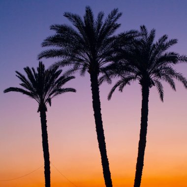 Mısır, Kahire 'de günbatımı gökyüzü arkaplanlı palmiye siluetleri çekildi