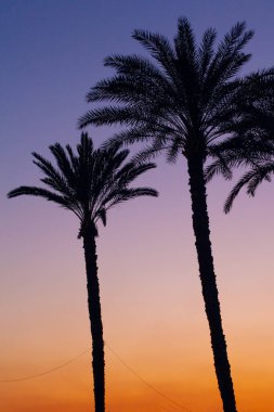 Mısır, Kahire 'de günbatımı gökyüzü arkaplanlı palmiye siluetleri çekildi