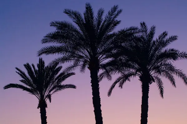 Mısır, Kahire 'de günbatımı gökyüzü arkaplanlı palmiye siluetleri çekildi