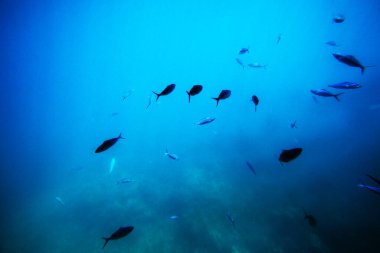 Kızıldeniz 'deki balık ve mercanların güzelliği Hurghada' da bir denizaltının altında,