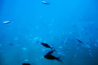 Kızıldeniz 'deki balık ve mercanların güzelliği Hurghada' da bir denizaltının altında,