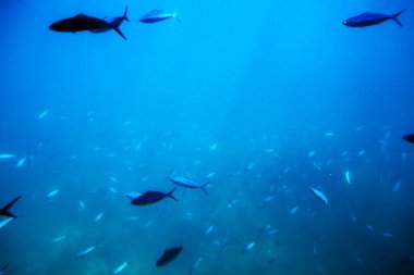 Kızıldeniz 'deki balık ve mercanların güzelliği Hurghada' da bir denizaltının altında,