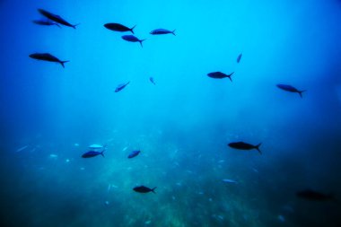 Kızıldeniz 'deki balık ve mercanların güzelliği Hurghada' da bir denizaltının altında,