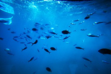 Hurghada. Mısır - 18 Mart 2025: İnsanoğlu Kızıldeniz 'deki balık ve mercanların güzelliğine Hurghada' daki bir denizaltıdan dalıyor