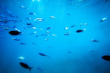 Kızıldeniz 'deki balık ve mercanların güzelliği Hurghada' da bir denizaltının altında,